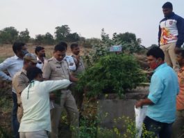 गांज्याची