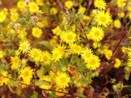 सह्याद्री