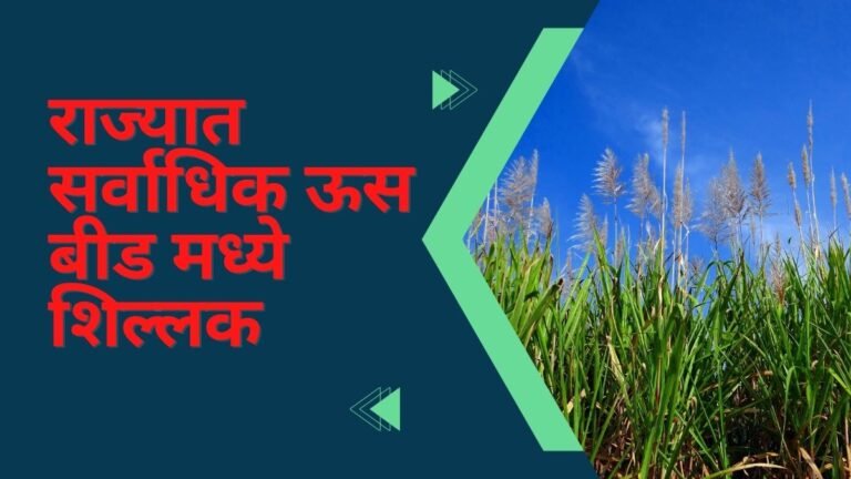 राज्यात सर्वाधिक ऊस बीड मध्ये शिल्लक