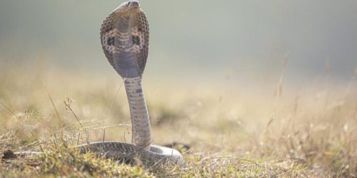 snake bite first aid in Marathi