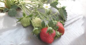 Plant of Strawberry