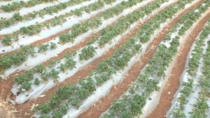 Strawberry farming