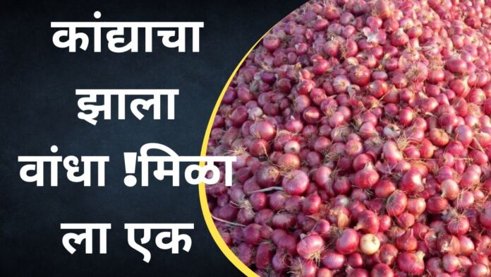 onion price