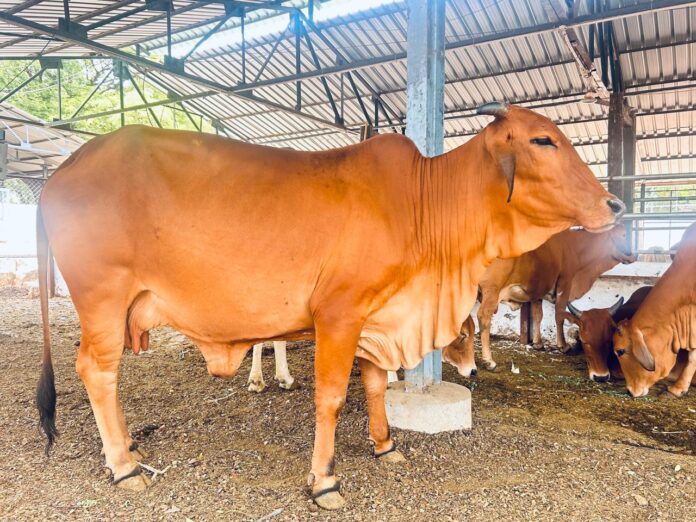 Sahiwal Cow Conservation Project at College of Agriculture Pune