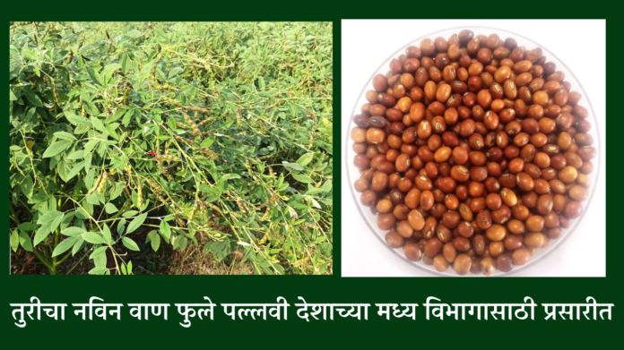 best Pigeonpea (Arhar) red gram tur for central india 