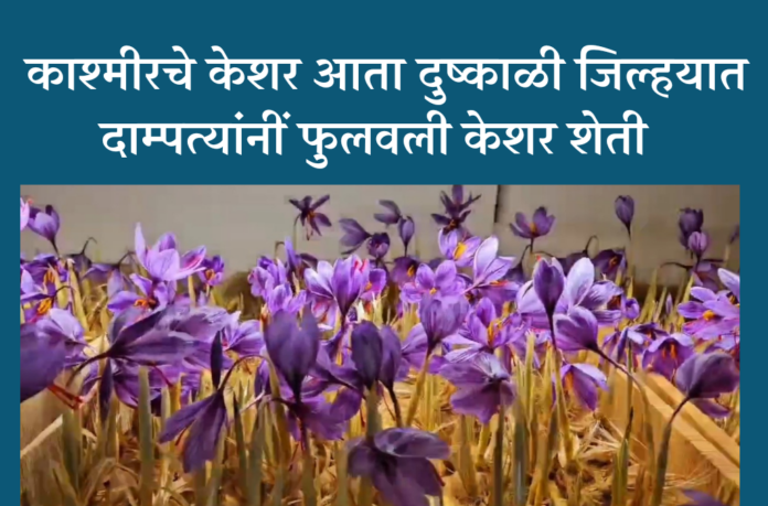 saffron plant farming in ahilyanagar (ahmednagar)