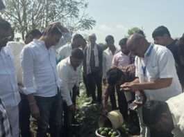 helistorm crop damage