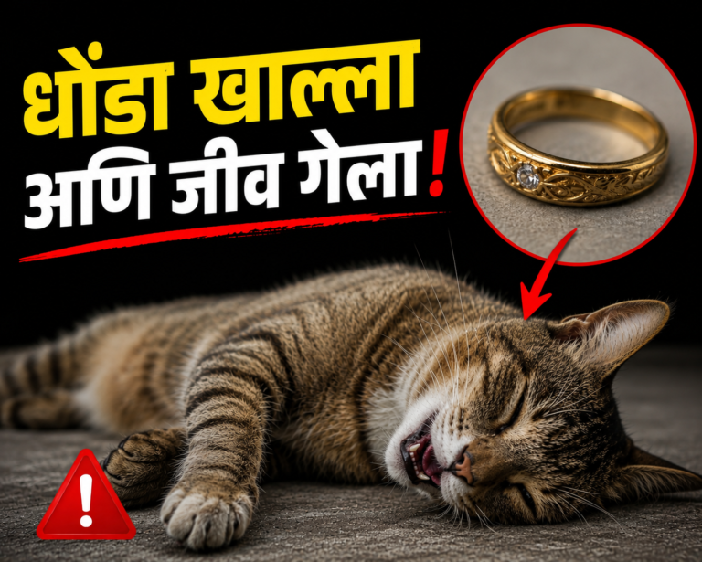 धोंडा खाल्ला अणि जीव गेला!